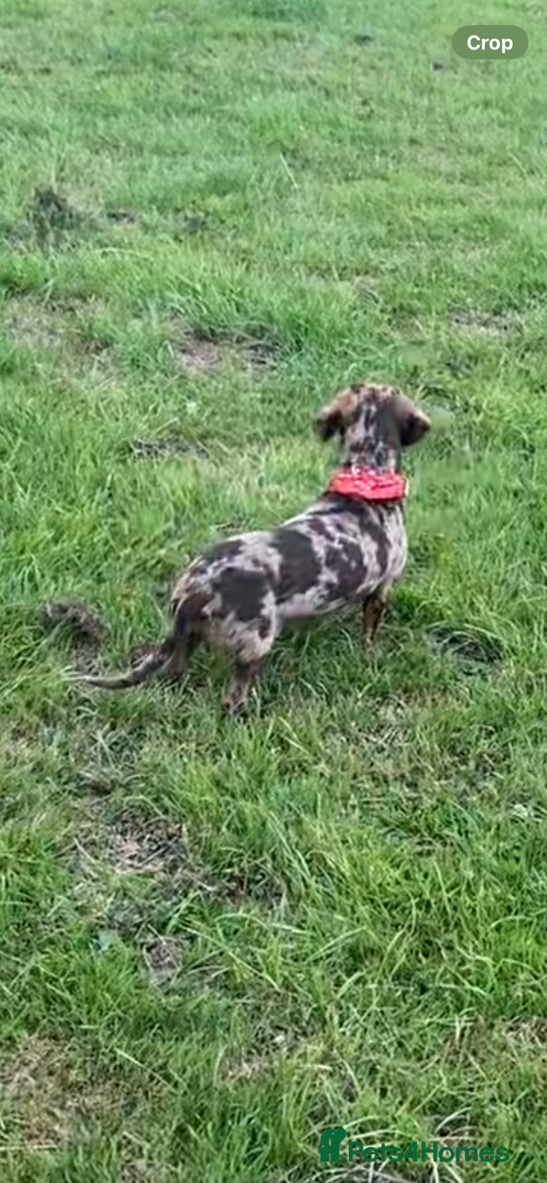 Miniature Dachshund dogs for sale: True Minature Daschunds  - Image 6
