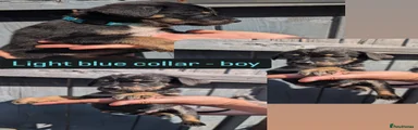 Light Blue Boy