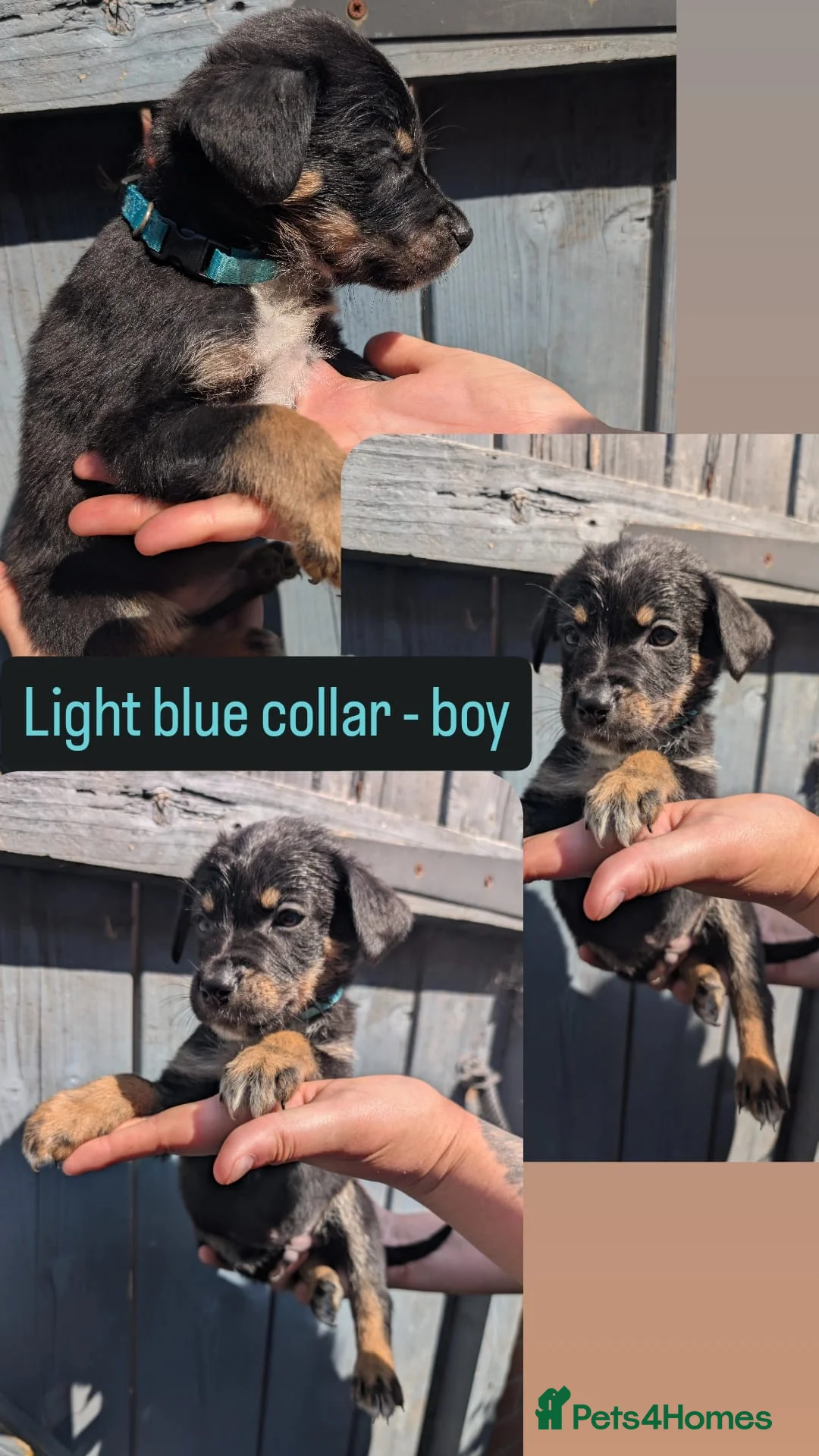 Mixed Breed dogs for sale: 🐾Ready now Rottweiler Cross German shepmatian Pup - Advert 19