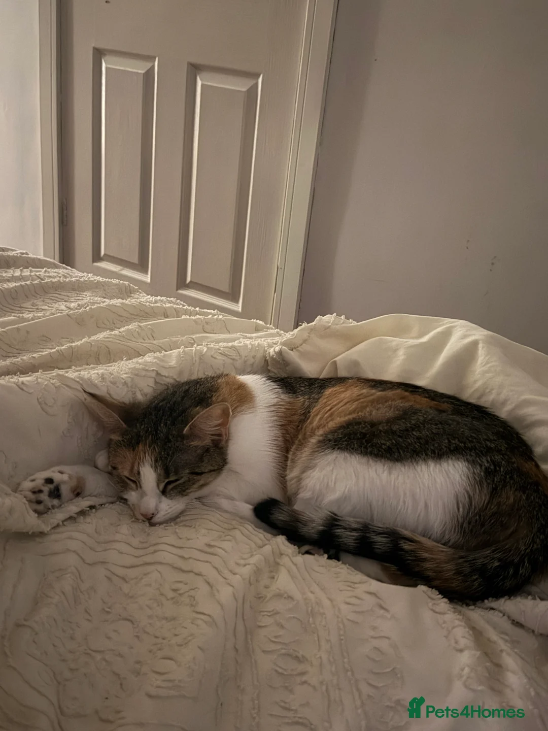 Mixed Breed cats for sale: Female cats from same litter. - Advert 5