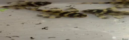 Plecos fish for sale: L333 Goldline Pleco Ceramic line. AA grade - Advert 4