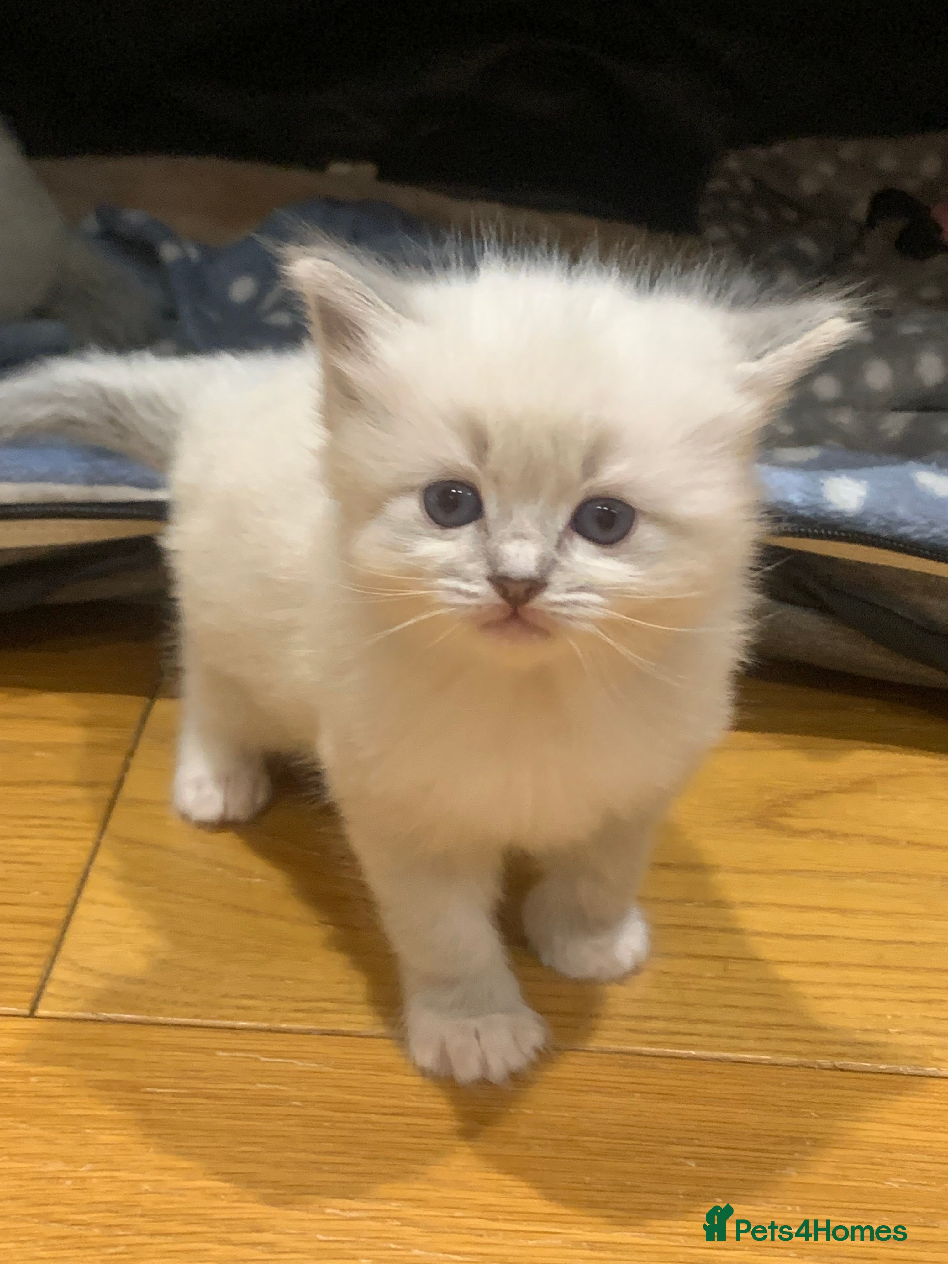 Ragdoll cats Beautiful Ragdoll kittens looking 4 loving home - Advert 2