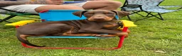 Dobermann dogs for sale: Beautiful family dobermans  - Advert 10