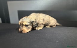 Dachshund dogs for sale:  KC Registered mini long hair Dachshund Puppies  - Image 20
