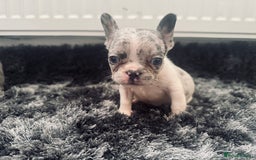 French Bulldog dogs for sale: French bulldogs - Image 13