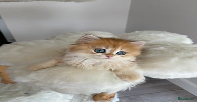 British Shorthair cats - Advert 16