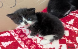Mixed Breed cats for sale: 3 Beautiful Black and White Tuxedo Kittens  - Image 24