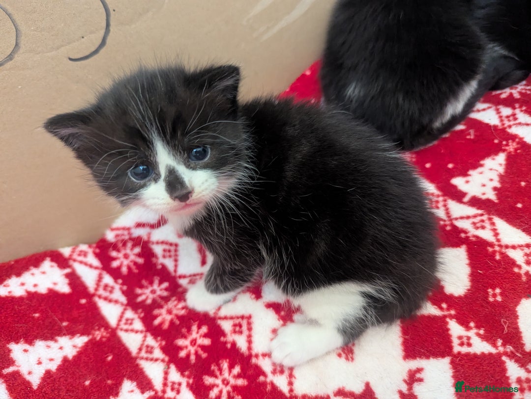 Mixed Breed cats for sale: 3 Beautiful Black and White Tuxedo Kittens  - Image 24