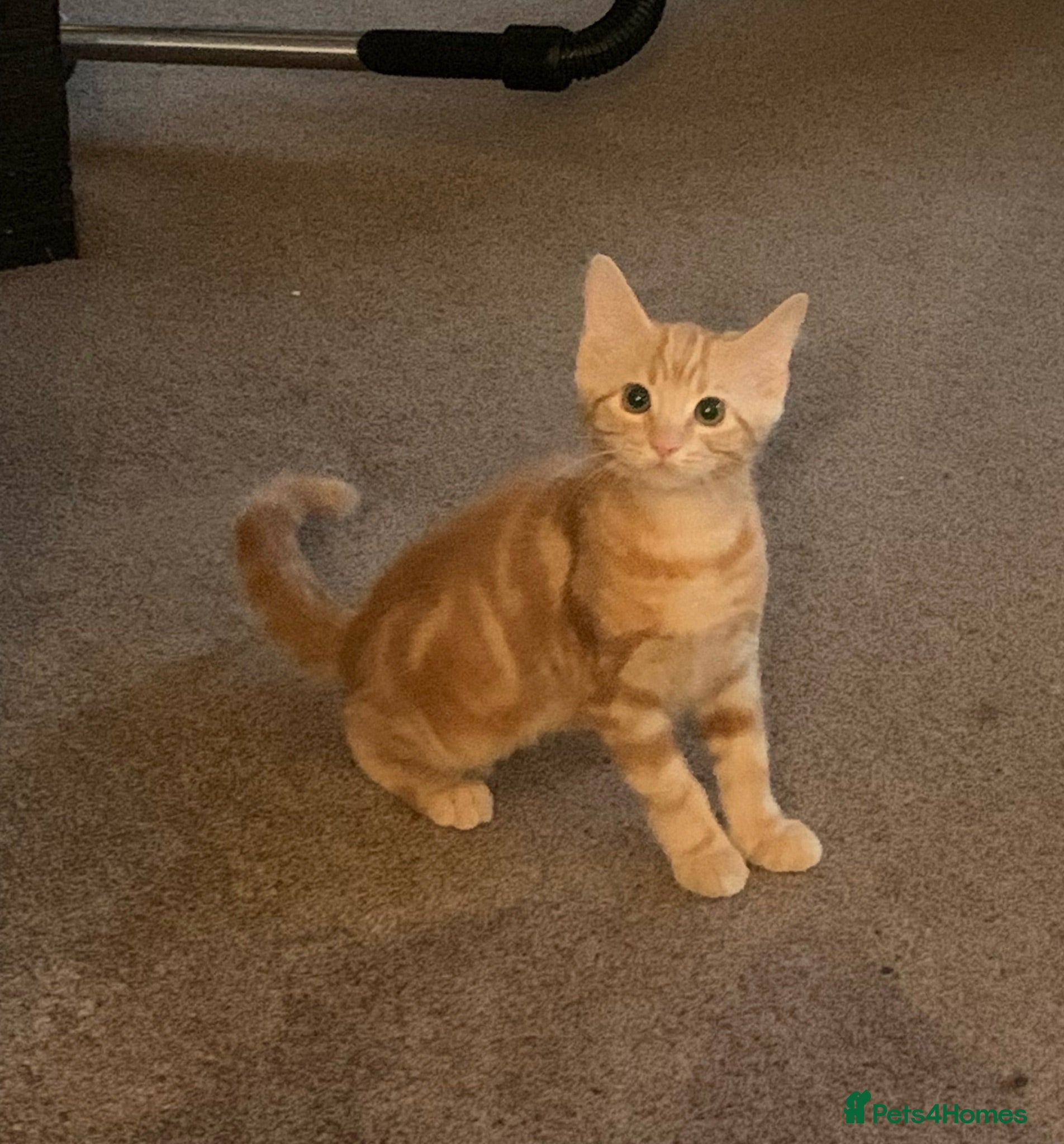 Mixed Breed cats X2 Ginger males age 14 weeks today - Advert 10