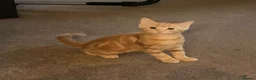 Mixed Breed cats for sale: X2 Ginger males age 14 weeks today - Advert 1
