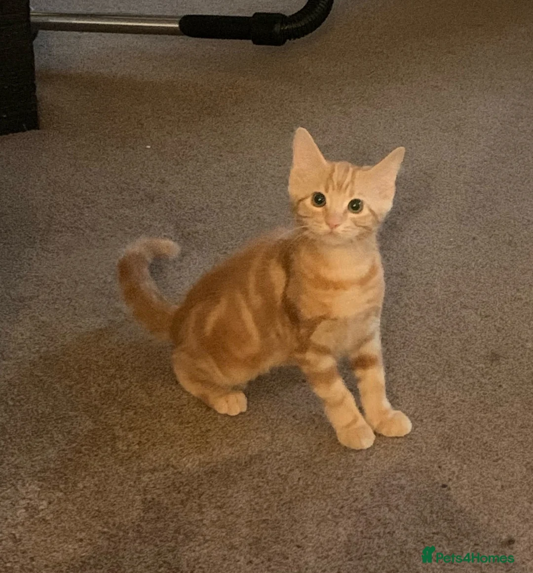 Mixed Breed cats for sale: X2 Ginger males age 14 weeks today - Advert 1