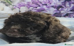 Cockapoo dogs for sale: sable & phantom & tri colour cockapoo puppies  - Image 14