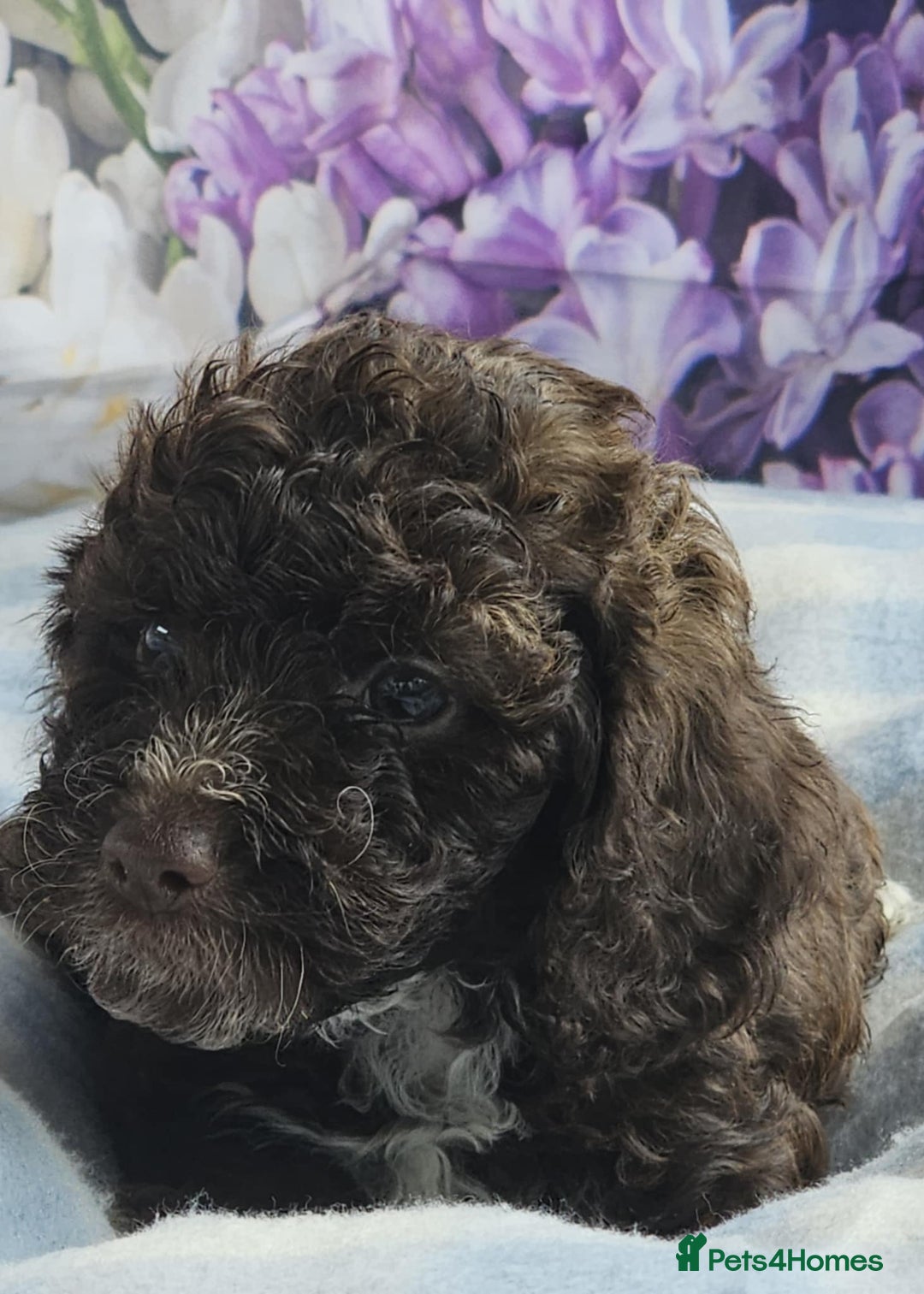 Cockapoo dogs for sale: sable & phantom & tri colour cockapoo puppies  - Image 14