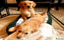 Golden Retriever dogs for sale: 🐾 KC Registered Golden Retriever Puppies 🐾 - Image 7