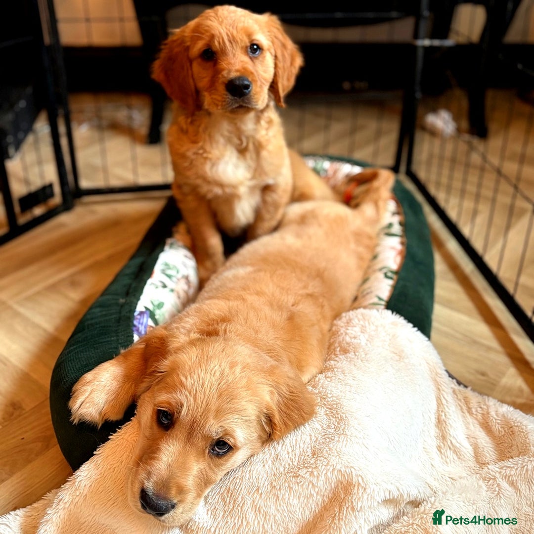 Golden Retriever dogs for sale: 🐾 KC Registered Golden Retriever Puppies 🐾 - Image 7