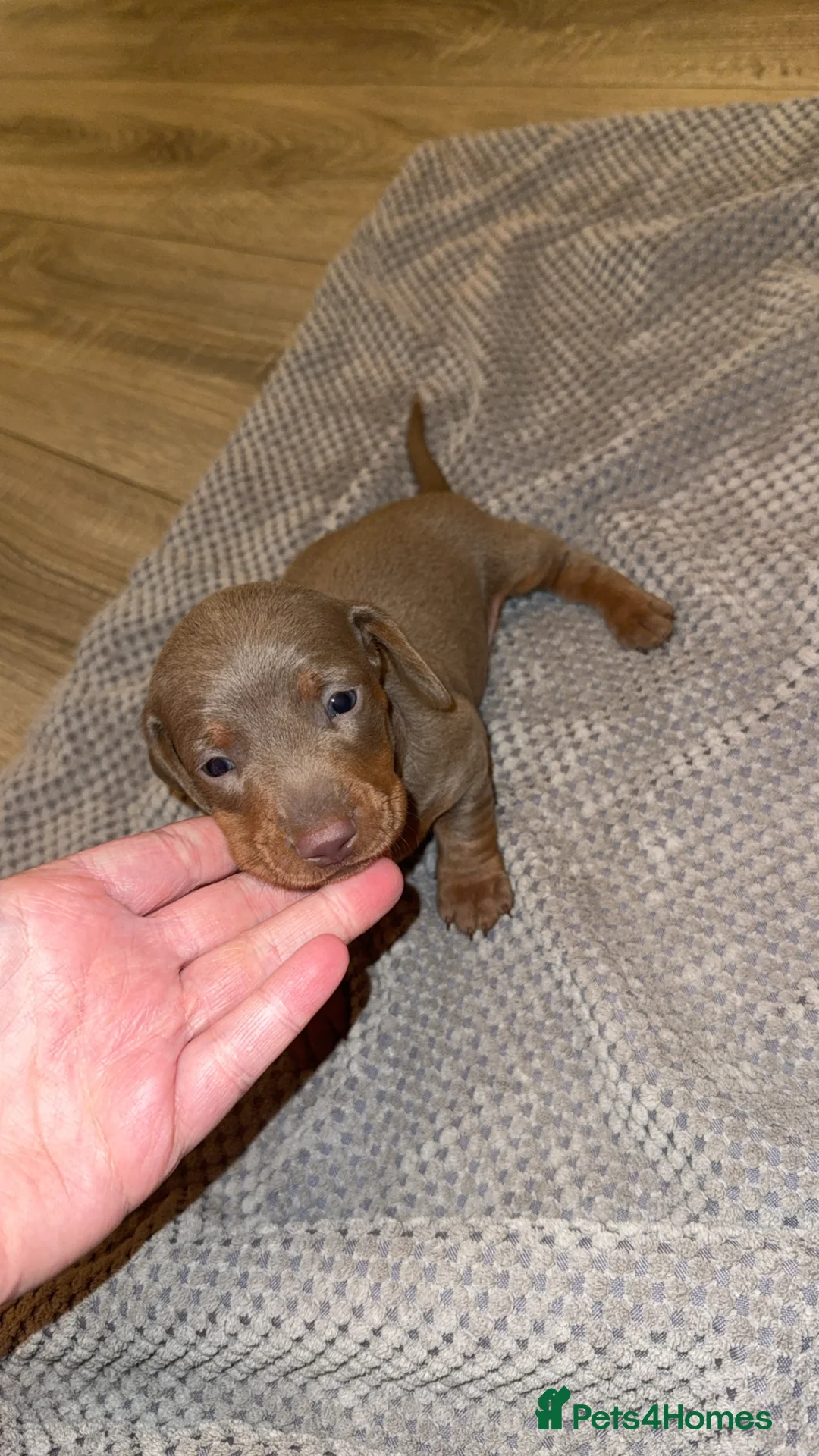 Dachshund dogs for sale: Miniature dachshunds  - Advert 9