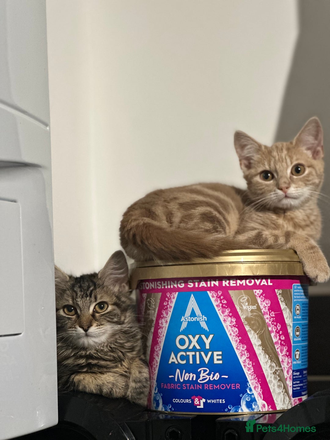 Mixed Breed cats for sale: Your forever pet for their forever home🥰 - Image 13