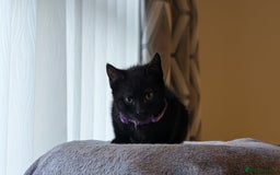 Mixed Breed cats for sale: Beautiful Kittens - Image 11