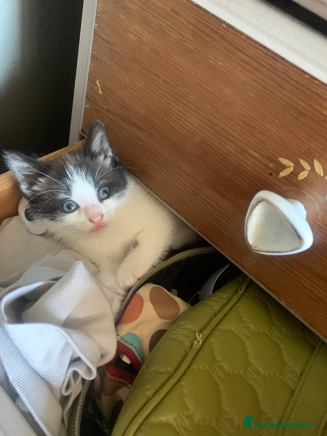 Mixed Breed cats for sale: Part Persian  - Image 5
