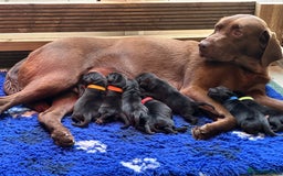 Labrador Retriever dogs for sale: Labrador Retriever Puppies - Image 1