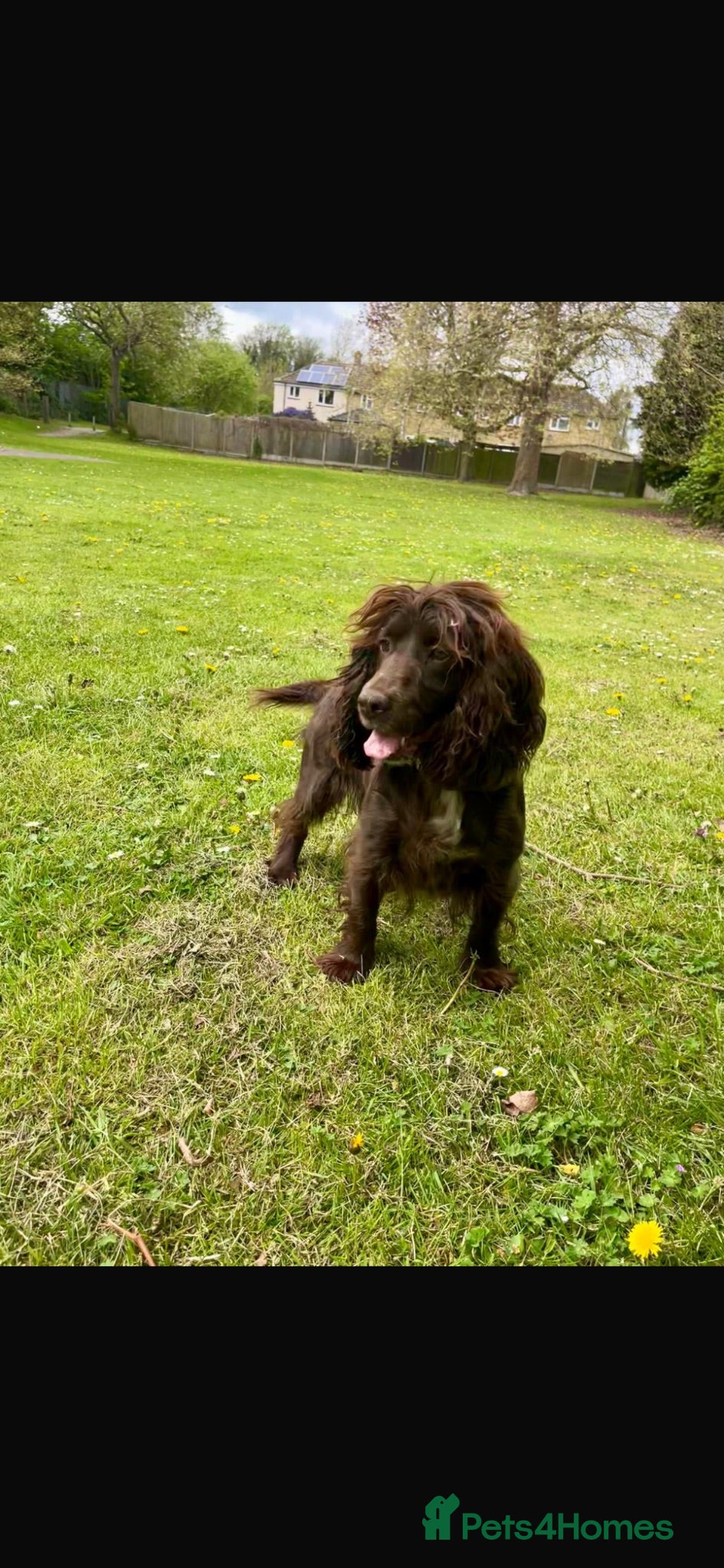Cocker Spaniel dogs Stunning cocker puppies. - Advert 9