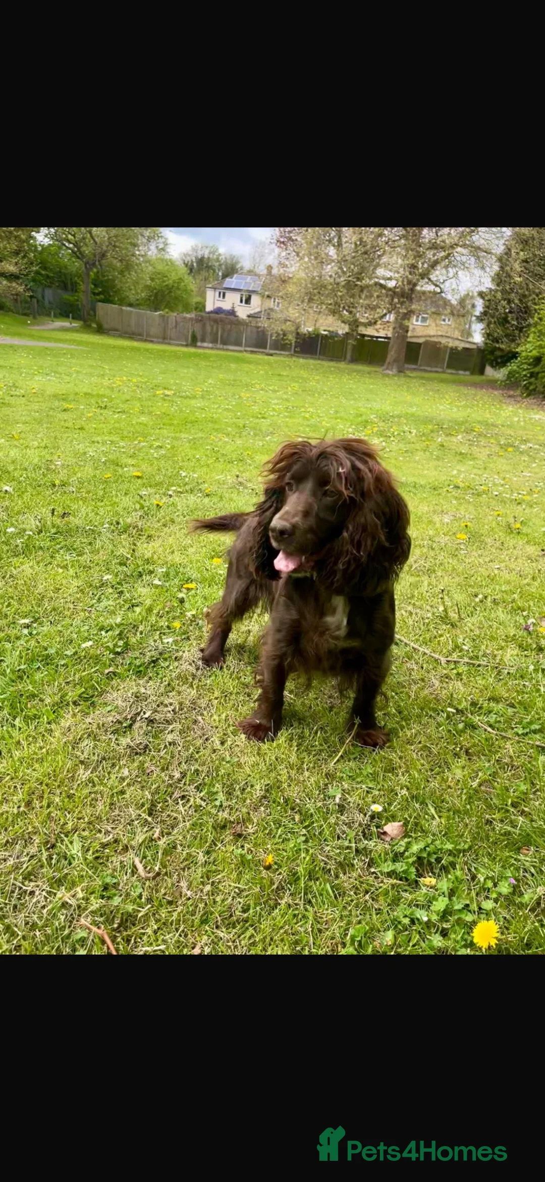 Cocker Spaniel dogs for sale: Stunning cocker puppies. - Advert 1