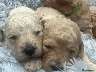 Cavapoochon dogs Cavapoochon puppies ready to reserve - Advert 6