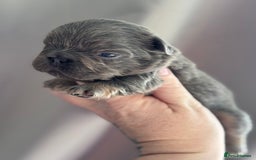 French Bulldog dogs for sale: 5 AMAZING QUAILITY FRENCE BULLDOG PUPS  - Advert 5