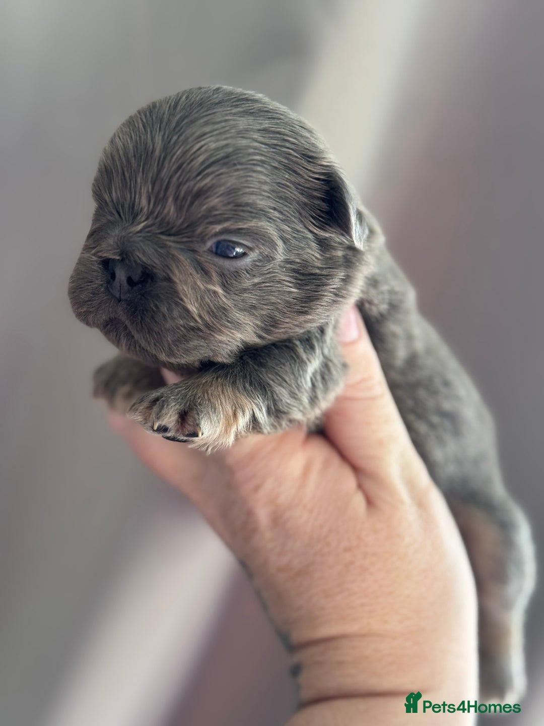 French Bulldog dogs for sale: 5 AMAZING QUAILITY FRENCE BULLDOG PUPS  - Advert 5