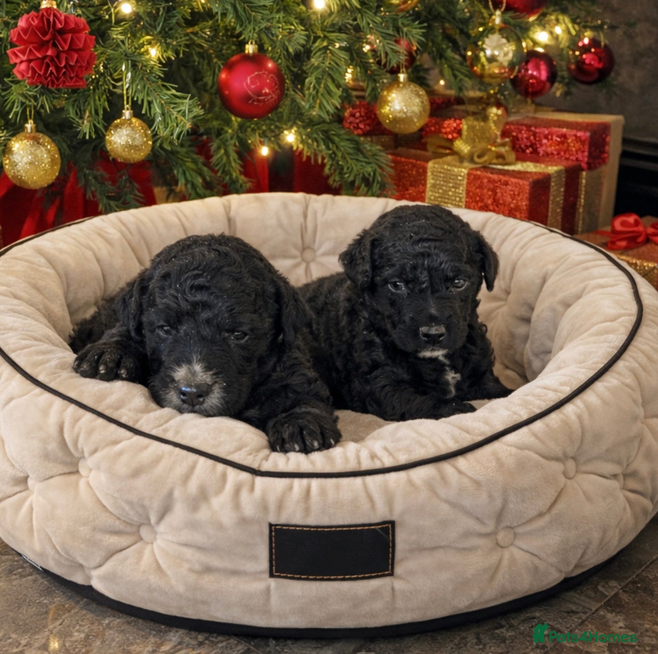 Aussiedoodle dogs Miniature Aussie Doodle Pups 🐾 ❤️ - Advert 12