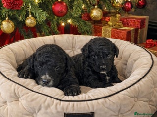 Aussiedoodle dogs Miniature Aussie Doodle Pups 🐾 ❤️ - Advert 1