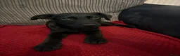 Sheprador dogs for sale: 2 MALE PUPPIES LOOKING FOR THEIR FOREVER HOMES in Tipton - Advert 7