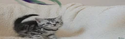 British Shorthair cats for sale: 3 gccf registered British Shorthair silver tabbys  - Advert 6