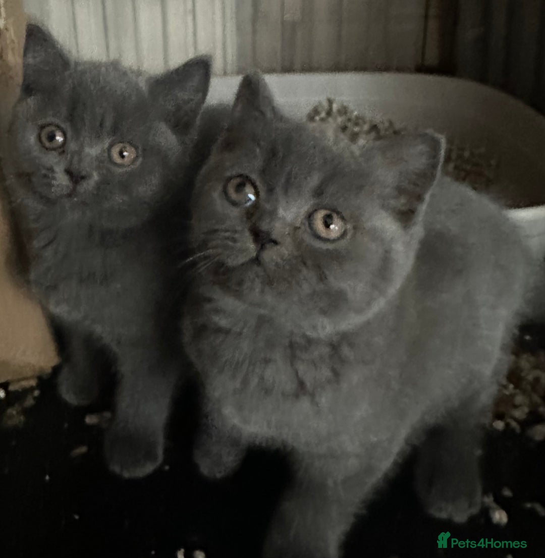 British Shorthair cats for sale: British Blue Pedigree Females - Advert 6