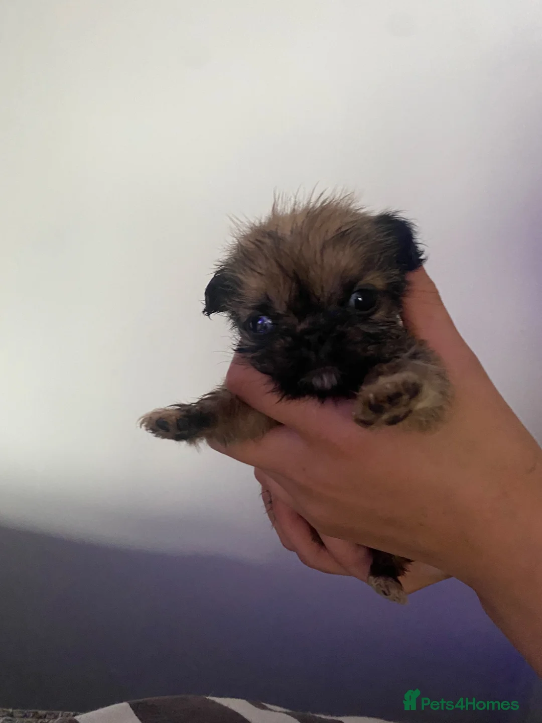 Mixed Breed dogs for sale: pug x shitzu  in Crook - Advert 4
