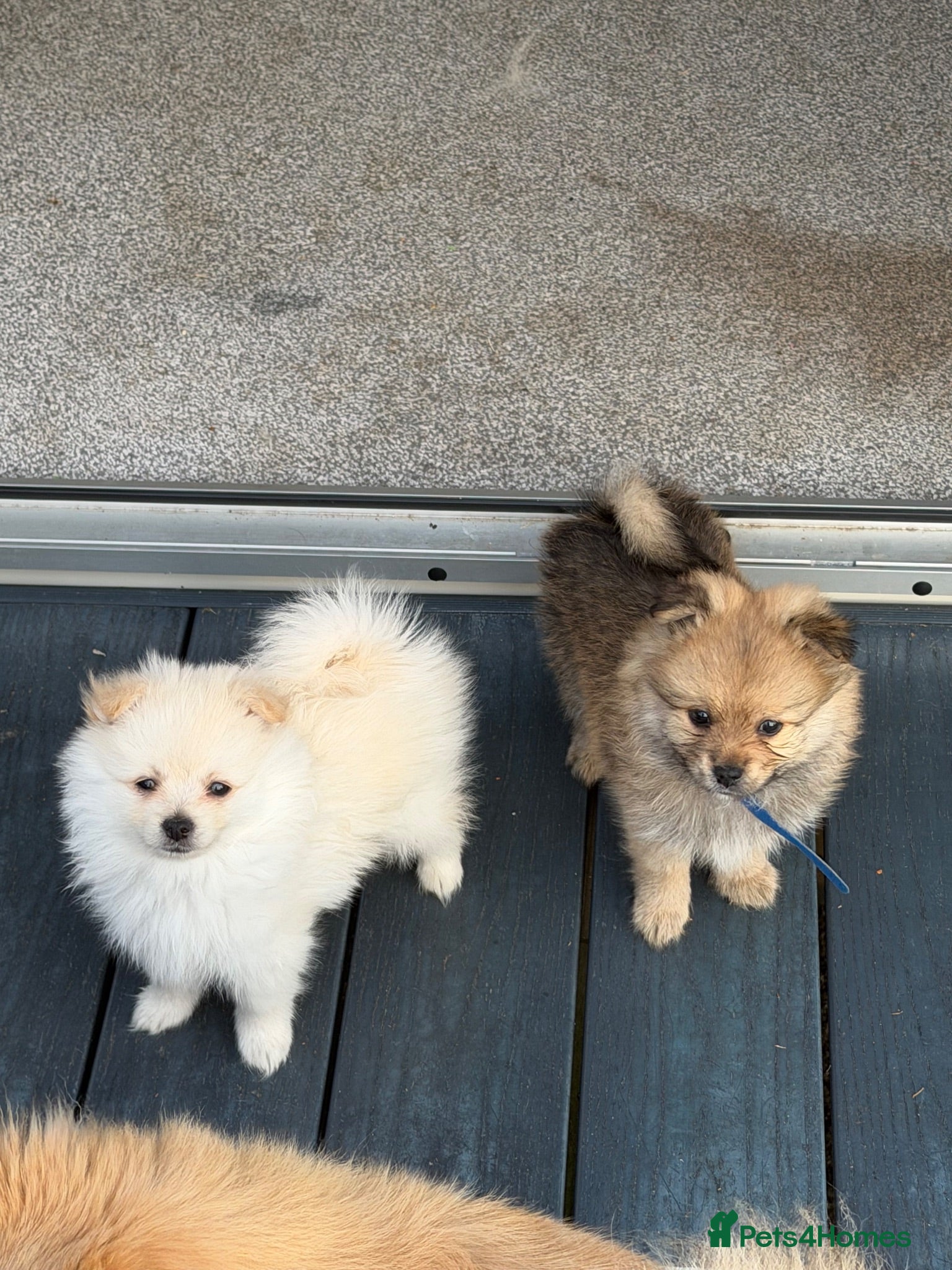 Pomeranian dogs 💐 Beautiful Russian bloodline Pomeranians 💐 - Advert 4