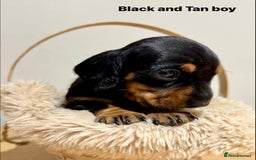 Miniature Dachshund dogs for sale: KC miniature dachshund pups - Advert 4