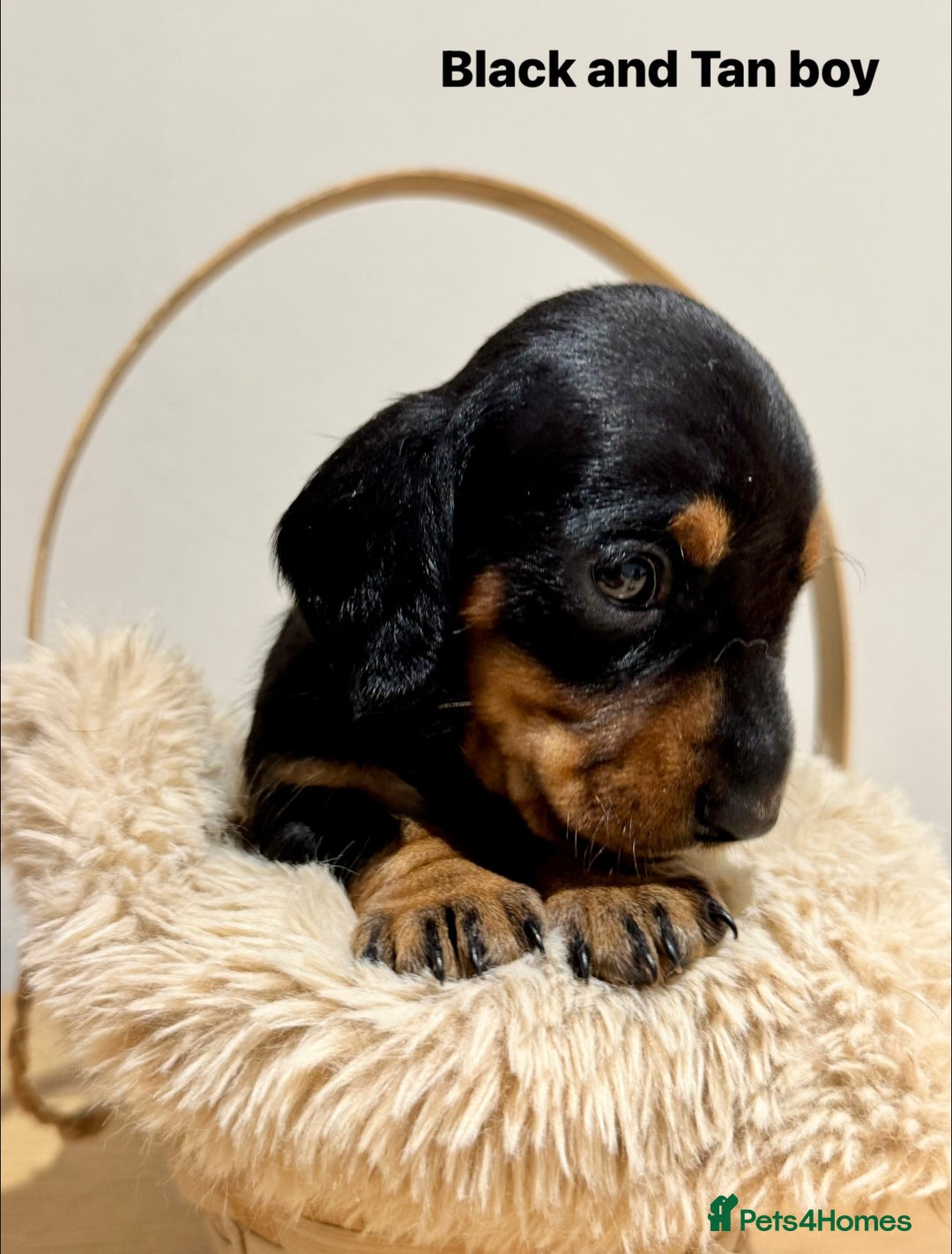 Miniature Dachshund dogs for sale: KC miniature dachshund pups - Advert 4