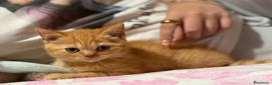 British Shorthair 4