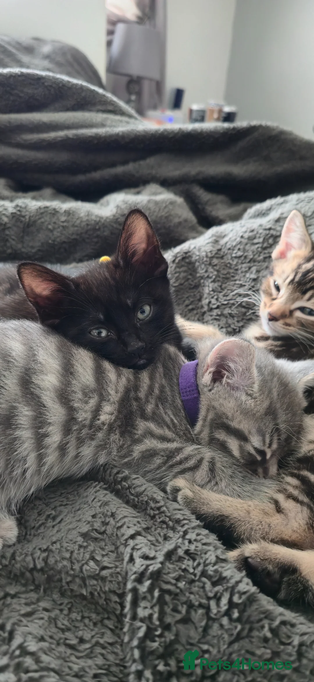 Mixed Breed cats for sale: 5 adorable mixed breed kittens - Advert 2