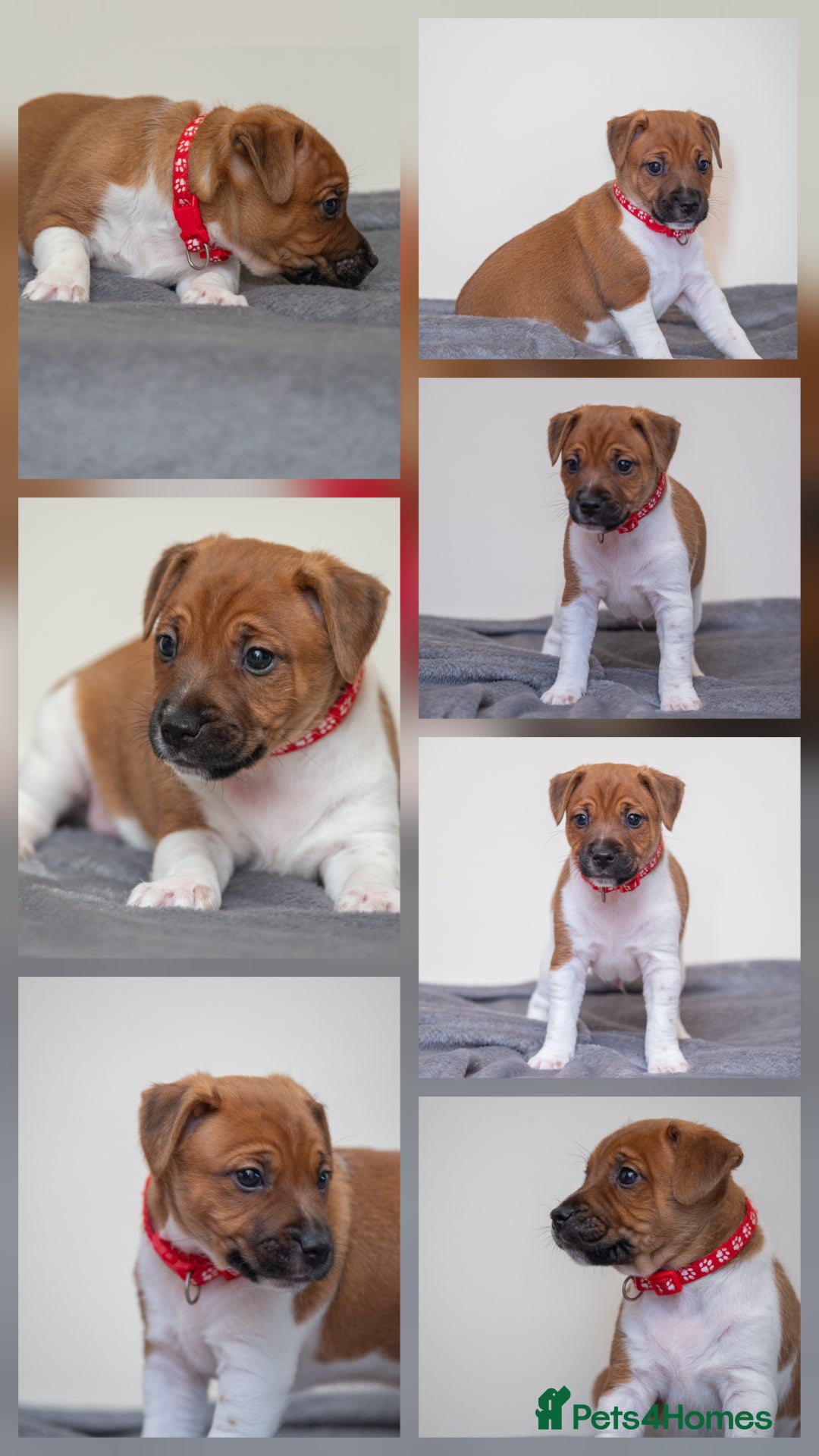 Plummer Terrier dogs for sale: Lovely Plummer Pupps - Advert 15