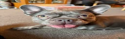 French Bulldog dogs for sale: 2 year old girl French bulldog called Nala  - Advert 1