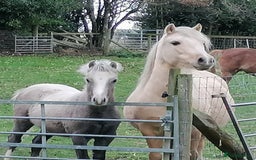 Welsh Section A horses for sale: Section A gelding - Image 5