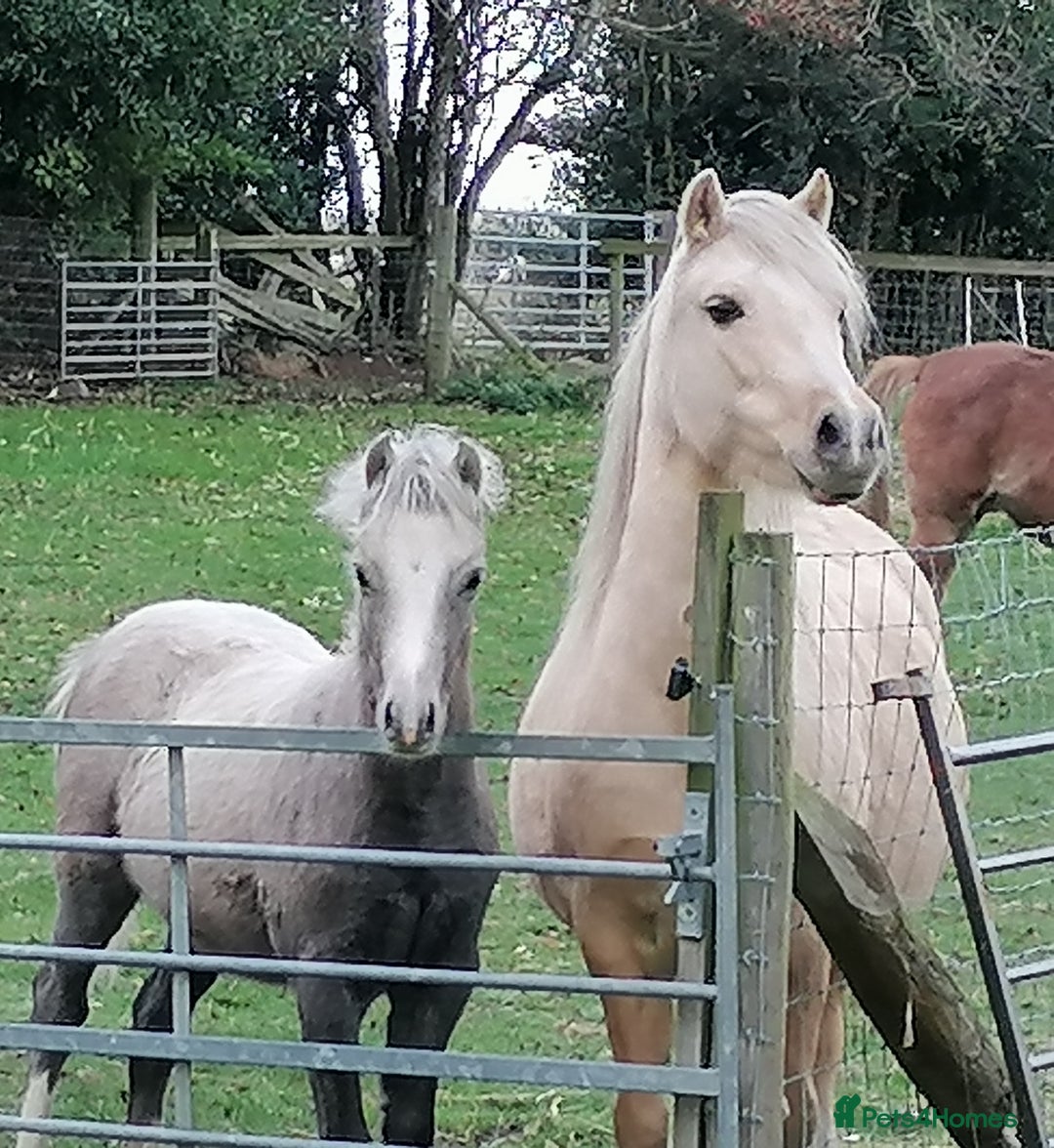 Welsh Section A horses for sale: Section A gelding - Image 5