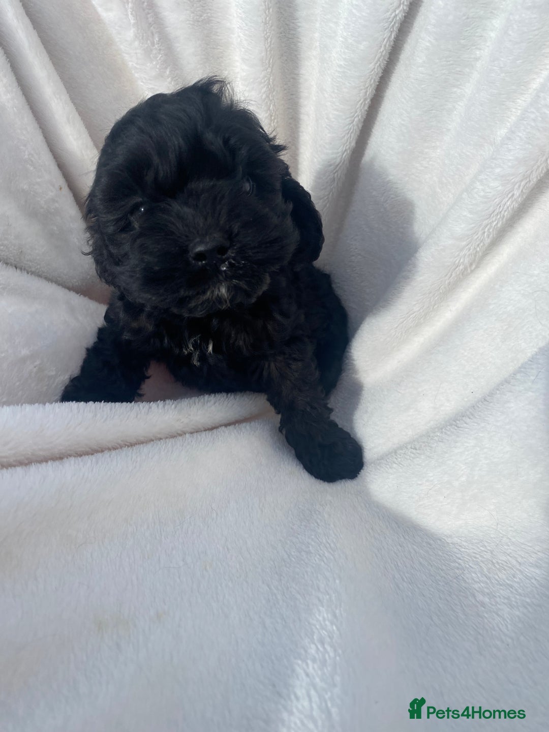 Cockapoo dogs for sale: American cockapoos rare green eyes phantoms - Image 13