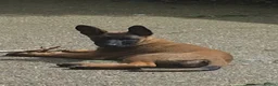 Mixed Breed dogs for sale: German Shepherd x in Sunderland - Advert 11