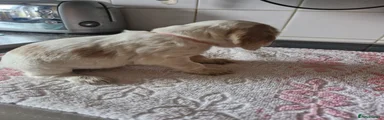 Cocker Spaniel 5