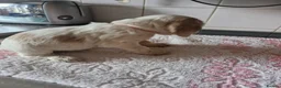Cocker Spaniel dogs for sale: 5 gorgeous KC registered show type cocker spaniels - Advert 3