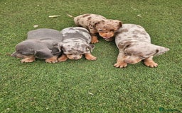 Miniature Dachshund dogs for sale: PRA CLEAR GORGEOUS MIN DACHSHUNDS  - Image 24