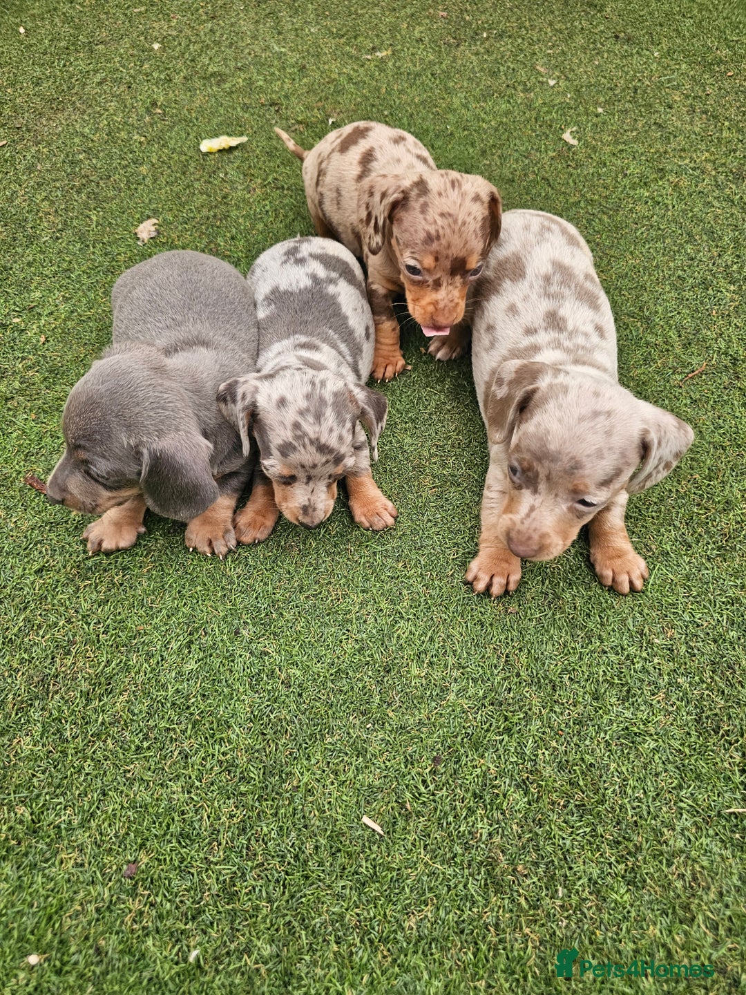 Miniature Dachshund dogs for sale: PRA CLEAR GORGEOUS MIN DACHSHUNDS  - Image 24